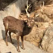 ワンダーウォールの画像
