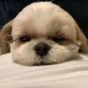 つーちゃんの画像