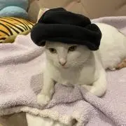 コハの画像