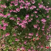 クロの画像