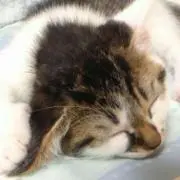 きむぽよんの画像