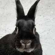 クロウサギ