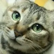 モモイチゴの画像
