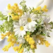 ミモザ⭐︎プロフご一読お願いします⭐︎の画像