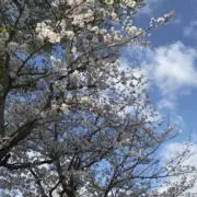 Apple《プロフご確認ください》の画像
