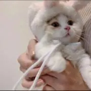 もちの画像
