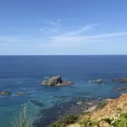 ブルの画像