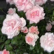 ぽ！の画像