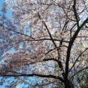 たなかなかの画像