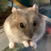 ちゃちゃ