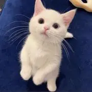 ううの画像