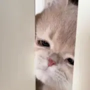 Ruruuuの画像