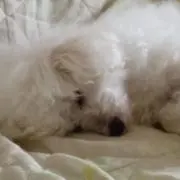 cottondogカフェテリアの画像