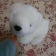 ひまるとの画像