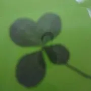 グリーングリーンの画像