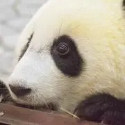 kotuの画像