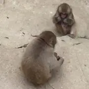 節約中32  発送について記載しましたの画像