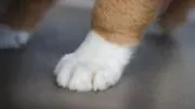 わんの画像