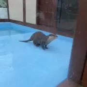 ぴゃの画像