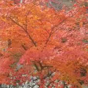 にゃあ★[プロフ見てくださいね]の画像