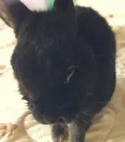 黒うさぎナイトの画像