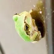 クニサキの画像