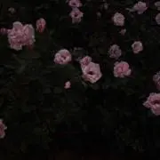 ナンモカの画像