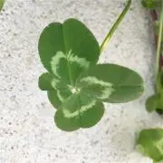 よつばめの画像