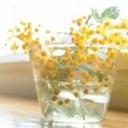 向日葵の画像