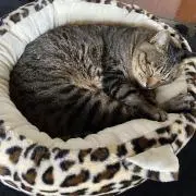 つぐ
