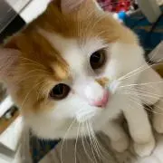 にゃんころ / プロフ必読 / 断捨離中の画像