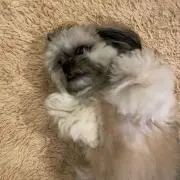ぽっくる