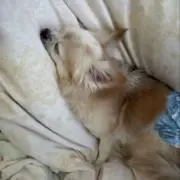 れいの画像