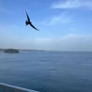 nemnemの画像