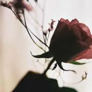 Lilyの画像