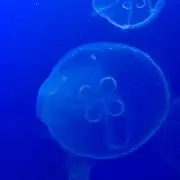 muki2※即購OKの画像