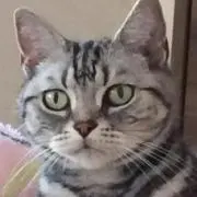 モモチ