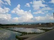はちの画像