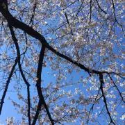 Hakoの画像