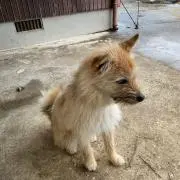 ハナ