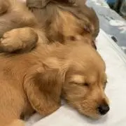りくぶろすの画像