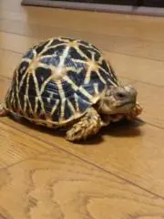 おでんの玉子