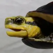 うみんちゅの画像