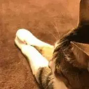 にょんの画像