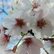 ☆ココット☆の画像