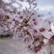 ゆめの画像