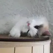 hanの画像