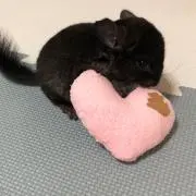 こててん