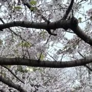 ミントの画像