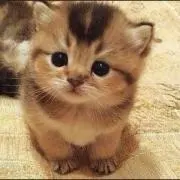 ともの画像